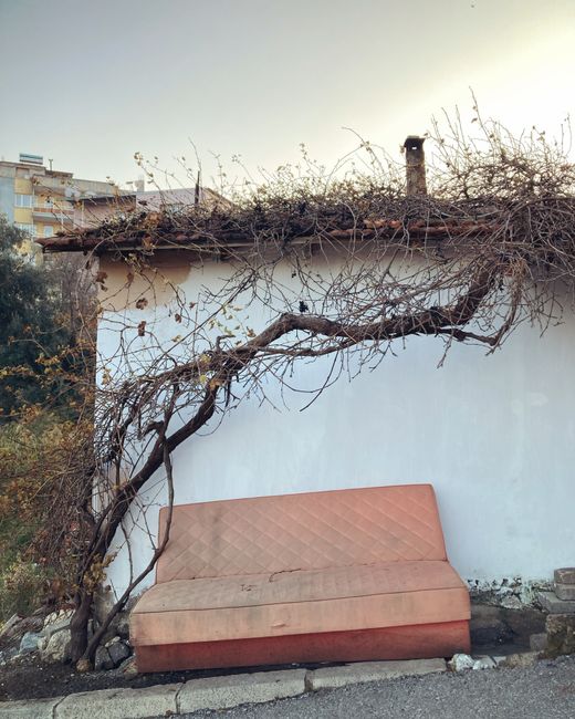 A dusty, pink upholstered sofa with a quilted pattern on the backrest, positioned on the pavement against a white exterior wall of a building. Above the sofa, a large, leafless, twisted tree branch extends diagonally across the wall, with sparse dried leaves and twigs attached. The building has a sloped roof with visible shingles and a chimney pipe rising from it. In the background, partial views of taller residential buildings and an overcast sky with diffused light are visible. The scene reflects a private outdoor space where waste, such as old furniture, might be collected for separate disposal or alternative waste handling services, as suggested by the context of rubbish removal in Merton. Waste Disposal Merton is known for providing on-site clearance and independent rubbish collection, which aligns with the visual setup of this outdoor scene prepared for waste removal or collection.